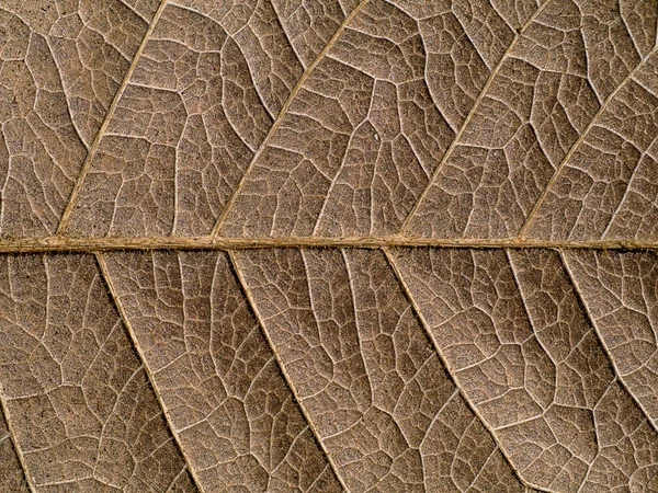 Close Textura Folhas Secas — Fotografia de Stock