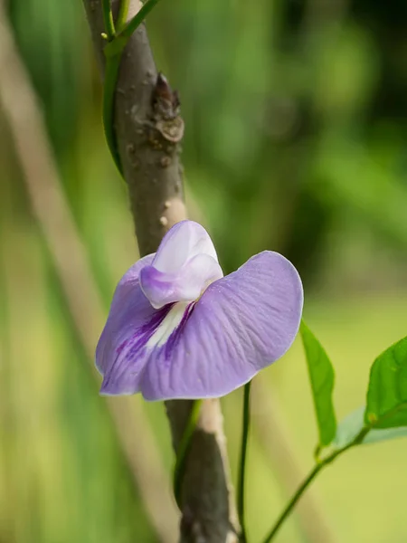 紫色の花のクローズ アップ セントロシーマ モウソウチク — ストック写真