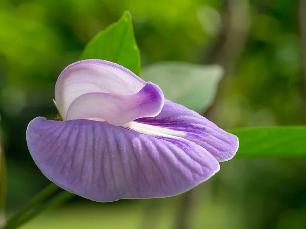 Zblízka Fialový Květ Centrosema Pubescens — Stock fotografie
