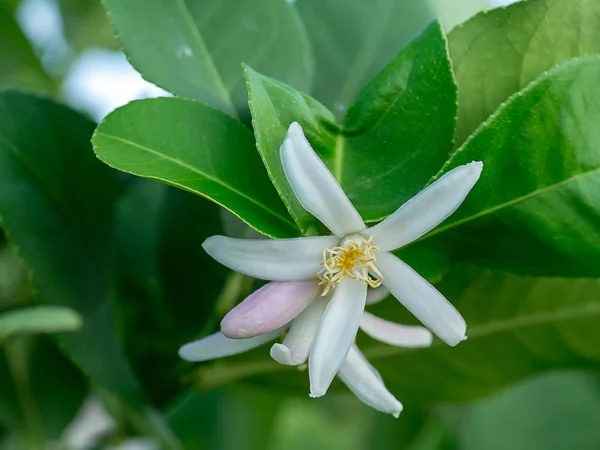 Close Lemon Flower Tree — Stock Photo, Image
