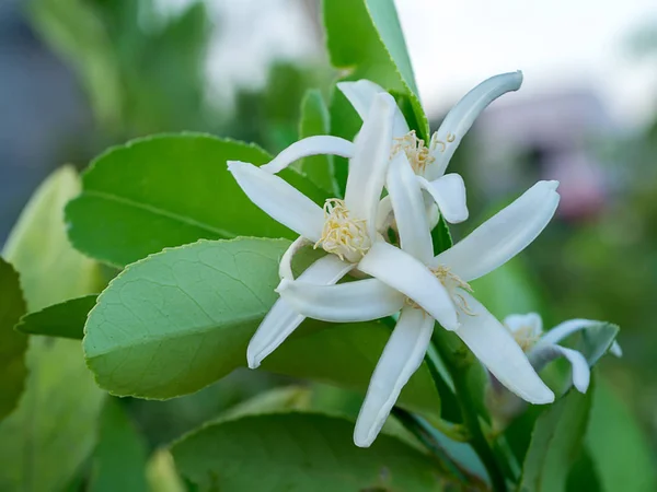 Close Lemon Flower Tree — Stock Photo, Image