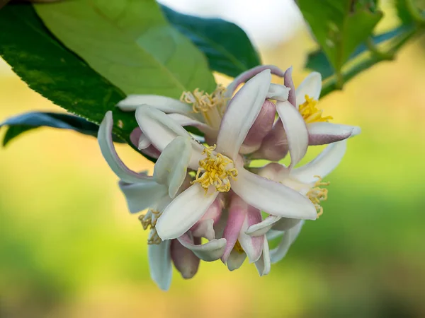 Cerrar Flor Limón Árbol —  Fotos de Stock