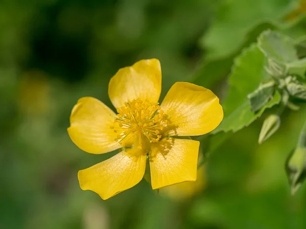 Close Yellow Flower Country Mallow Abutilon Indicum — Stock Photo, Image