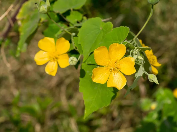 Close Van Gele Bloem Van Land Kaasjeskruid Abutilon Indicum — Stockfoto