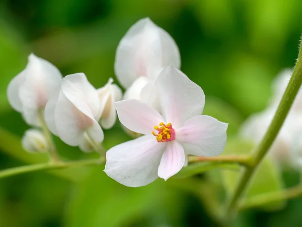 关闭白色的墨西哥爬虫花 Antigonon 雀儿舌头钩 — 图库照片