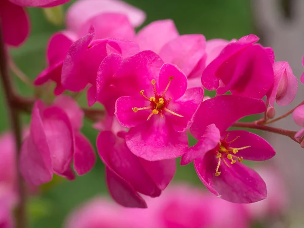 Закрыть Розовый Мексиканский Ползучий Цветок Antigonon Leptopus Hook — стоковое фото