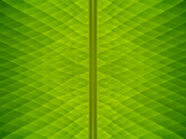 Banan Zielony Liść Tapeta Bliska — Zdjęcie stockowe