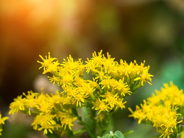 Close Solidago Canadensis Flower Sunlight — Stock Photo, Image