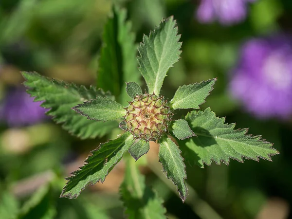 Nahaufnahme Einer Brasilianischen Knopfblume — Stockfoto