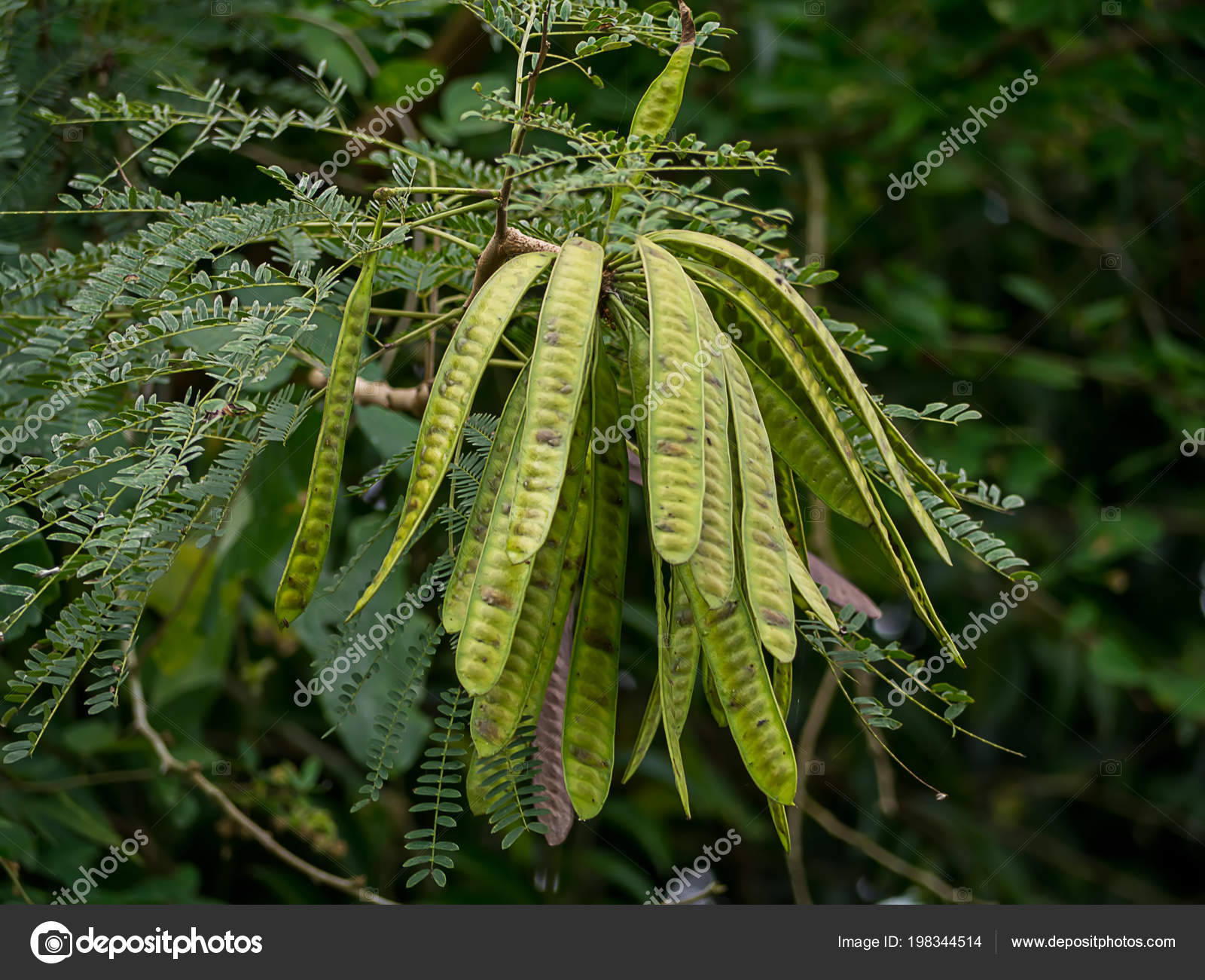 Close Wild Tamarind Tree Leucaena Leucocephala Stock Photo Image By C Noppharat Th Close Wild Tamarind Tree Leucaena Leucocephala Stock Photo Image By C Noppharat Th