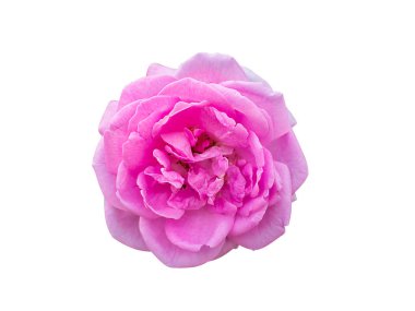 Pembe Şam gül çiçek izole kırpma yolu wite zemin üzerine. (Rosa damascena)