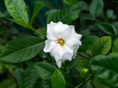 Gardenya jasminoides koyu yeşil beyaz çiçek yaprakları.