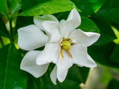 Gardenya jasminoides koyu yeşil beyaz çiçek yaprakları.