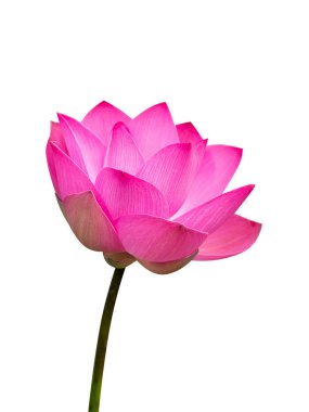 Pembe lotus çiçeği yakından izole kırpma yolu ile beyaz arka plan üzerinde. (Nelumbo nucifera)