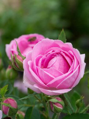 Damask Gülü 'nün Pembe Çiçeği. (Rosa Damascena)