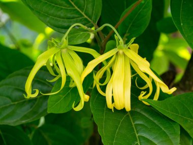 Cüce Ylang-Ylang çiçek yaprakları ile kapatın. (Cananga fruticosa)