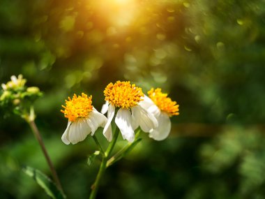 Bidens pilosa çiçek bokeh ve ışık ile yakın çekim.
