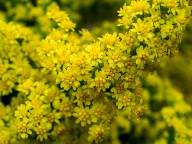 Solidago canadensis çiçek yakın çekim.