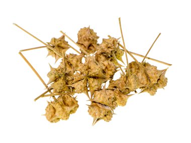 Close up dried seeds of Tribulus terrestris on white background clipart