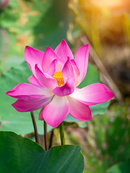 Fermer Fleur Lotus Rose Avec Lumière Soleil Nelumbo Nucifera — Photo