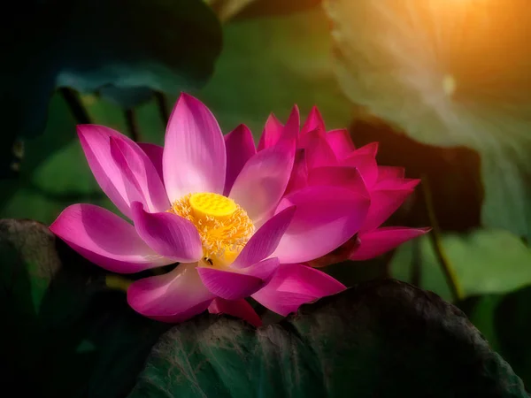 Close Roze Lotusbloem Donkere Bladeren Met Zonlicht Nelumbo Nucifera — Stockfoto
