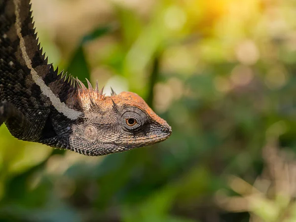 Chiudere Una Lucertola Nera — Foto Stock