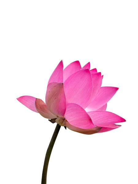 Close Van Roze Lotusbloem Isoleren Witte Achtergrond Met Uitknippad Nelumbo — Stockfoto