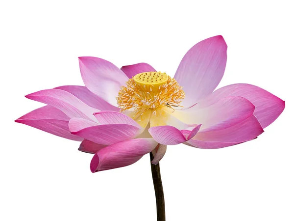 Närbild Rosa Lotusblomma Isolera Vit Bakgrund Med Urklippsbana Nelumbo Nucifera — Stockfoto