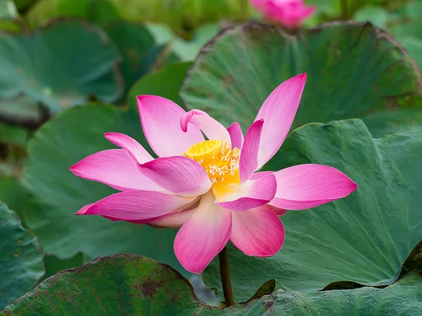 Chiudi Fiore Loto Rosa Nelumbo Nucifera — Foto Stock