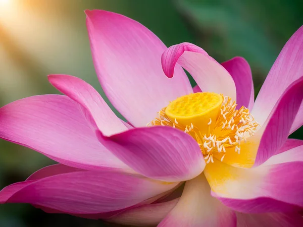 Pembe Lotus Çiçeği Güneş Işığı Ile Kapatın Nelumbo Nucifera — Stok fotoğraf