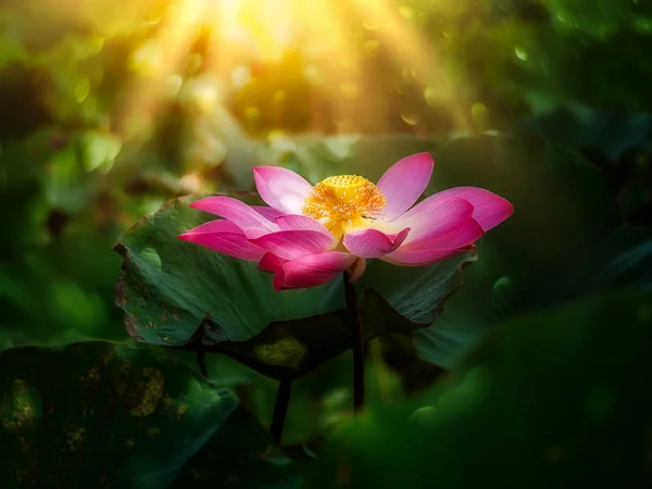 日光と濃い緑色の葉にピンクの蓮の花を閉じます — ストック写真