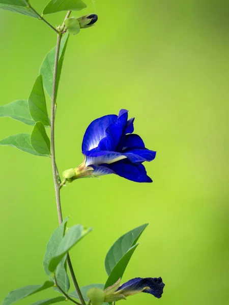 Detail Květu Ternatea Clitoria Vinné Révy — Stock fotografie