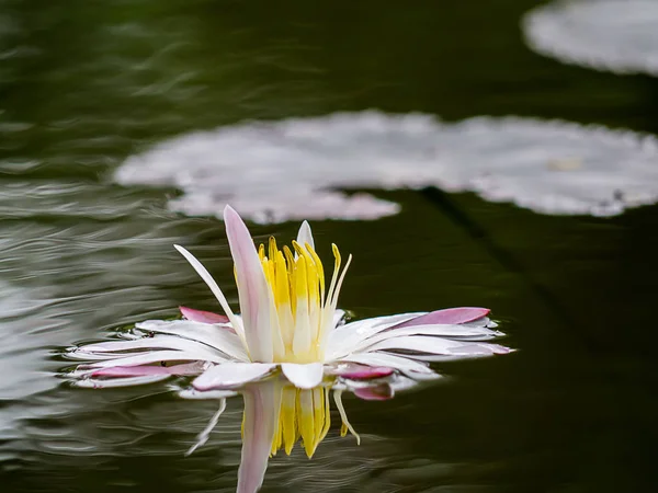 Water lily flower on the dark water.