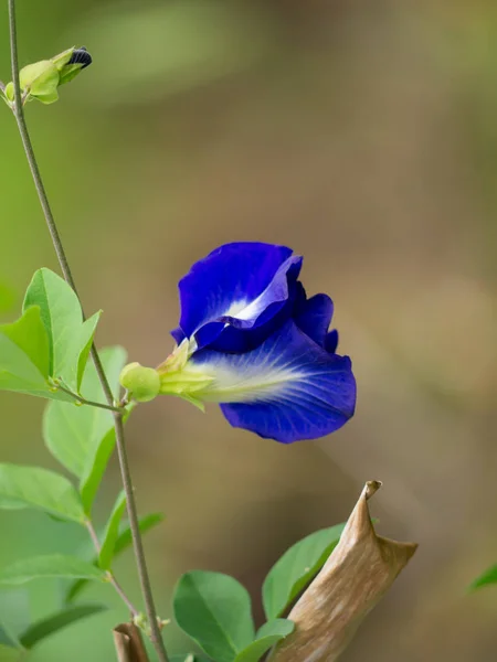 Закрыть Цветок Clitoria Ternatea Лозе — стоковое фото