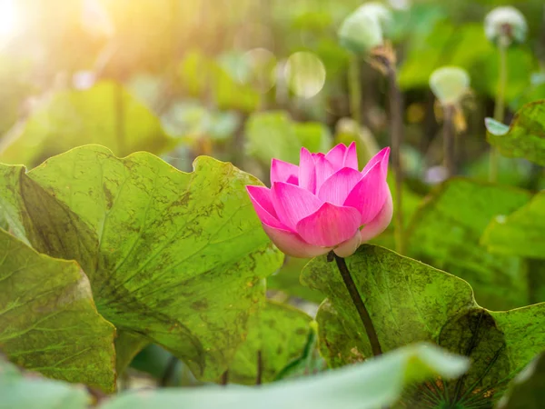 Chiudere Fiore Loto Rosa Con Luce Del Sole Nelumbo Nucifera — Foto Stock