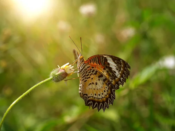 Farfalla Sull Erba Dei Fiori — Foto Stock