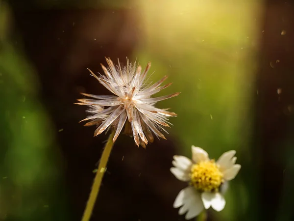 Samen Von Blumengras Mit Sonnenlicht Und Schwimmendem Licht — Stockfoto