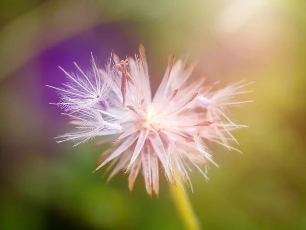 Imagen Suave Semilla Hierba Flor Con Color Pastel — Foto de Stock