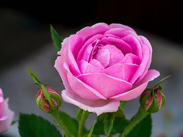 Damask Gülü Nün Pembe Çiçeği Rosa Damascena — Stok fotoğraf