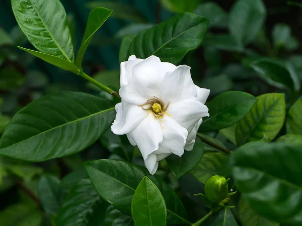The white flower of Gardenia jasminoides in the dark green leaves.