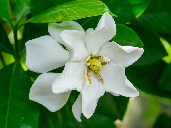 Witte Bloem Van Gardenia Jasmijn Donkergroene Bladeren — Stockfoto