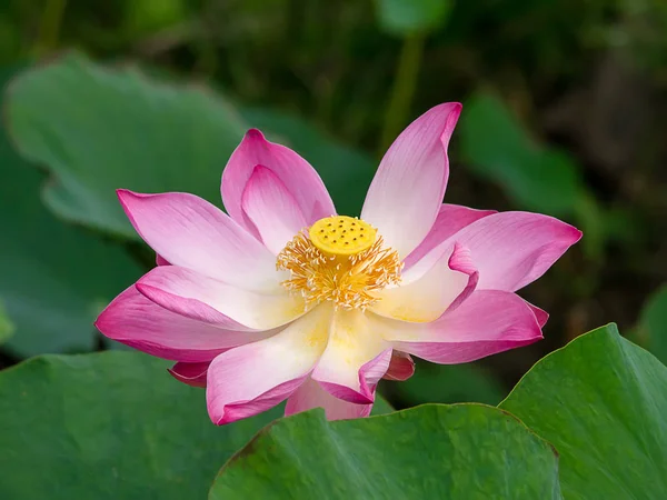 Chiudi Fiore Loto Rosa Nelumbo Nucifera — Foto Stock