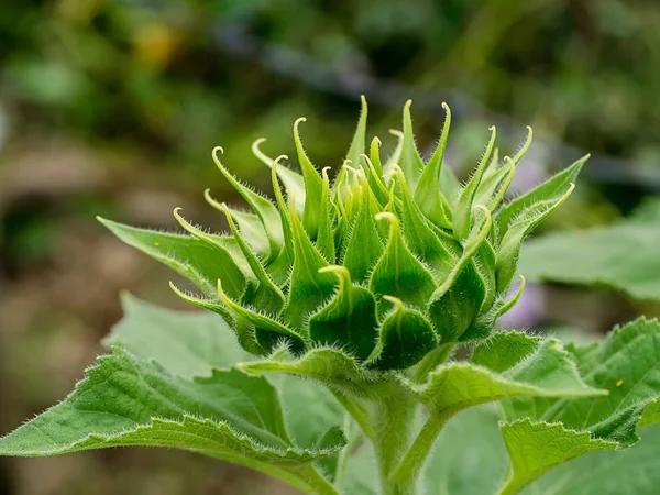Detailní Záběr Zelený Slunečnice Kvetou — Stock fotografie