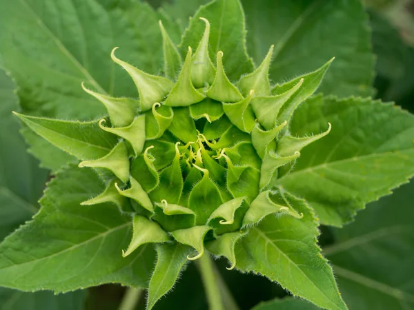 Close Green Sunflower Blooming — Stock Photo, Image