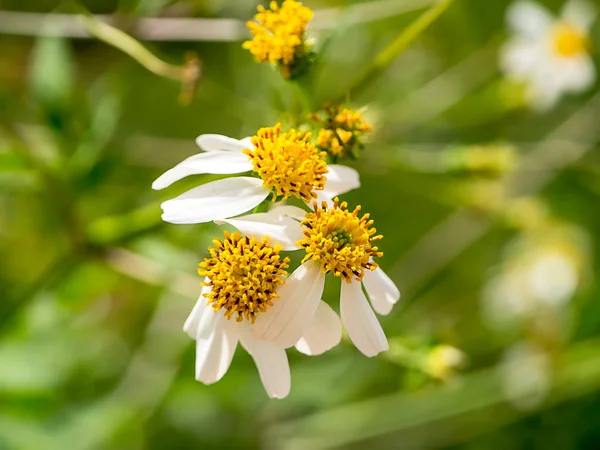 Detail Květu Bidens Pilosa — Stock fotografie