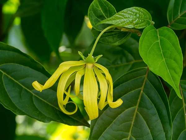 Feche Flor Ylang Ylang Anã Com Folhas Cananga Fruticosa — Fotografia de Stock