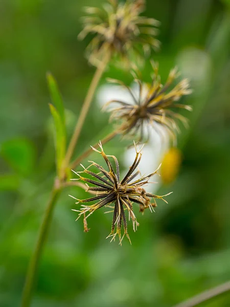 Close Sementes Bidens Pilosa — Fotografia de Stock