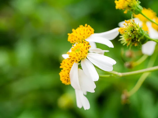 Primo Piano Del Fiore Bidens Pilosa — Foto Stock