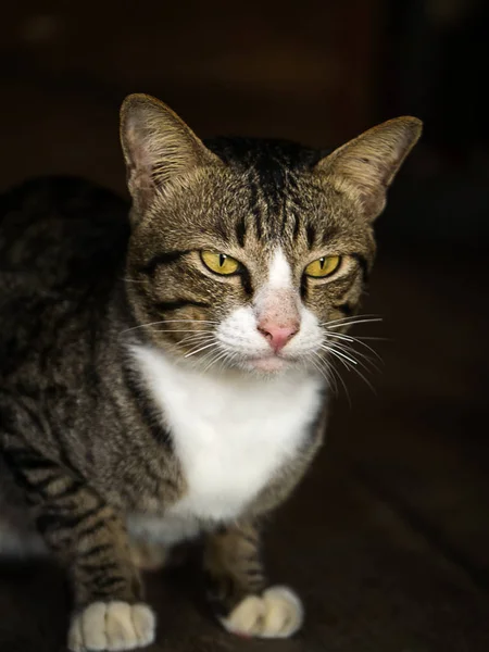 Närbild Katt Inne Den Mörka Bakgrunden — Stockfoto