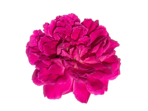 Koyu Pembe Şam Gül Çiçek Rosa Damascena — Stok fotoğraf